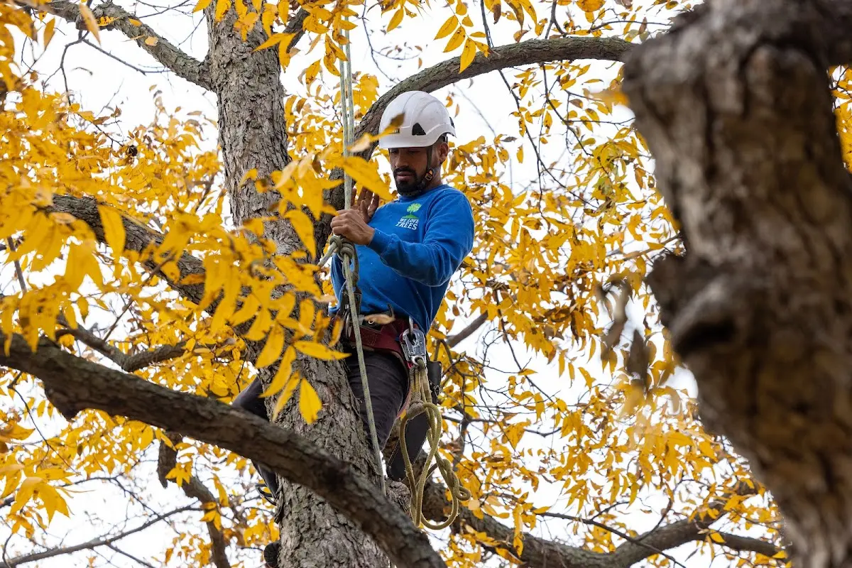 Skilled Tree Transplanting crew working in Mc Gregor